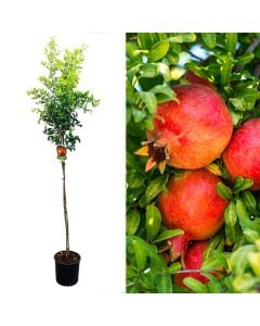 Pomegranate, punica granatum v.60  h.180 cm