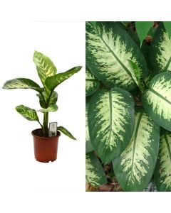 Dieffenbachia tropic snow v.17 h.65-75
