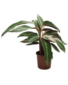 Stromanthe sanguinea v.14 h.45
