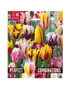 Bulba, kombinimet e fishekzjarreve të tulipanëve, 15 cop/pako, 3 cop tulip triumph happy generation, 3 cop tulip triumph helmar, 3 cop tulip triumph flaming flag, 3 cop tulip lilyflowering marilyn, 3 cop tulip parrot estella rijnveld