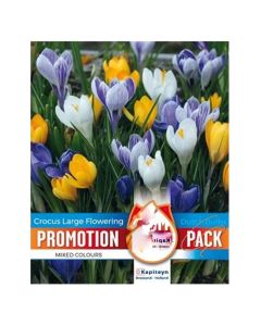 Bulba, crocus specie mixed colours, 15 cop/pako