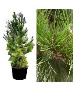 Pishe, pinus halepensis v.50 h.250-300 cm