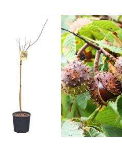 Castanea sativa bournette v.30 h.150-170 cm