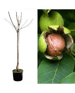 Juglans regia v.35 h.200-250 cm