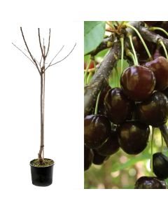 Prunus avium bigarreau burlat v.40 h.160-200 cm
