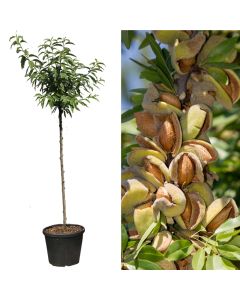 Prunus dulcis mandorlo supernova v.50 h.200-230 cm