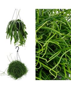 Rhipsalis mix, hanging v.17 h.25