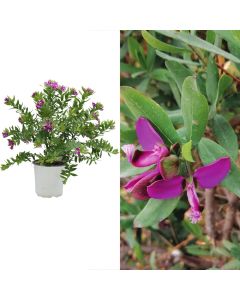 Polygala myrtifolia v.17 h.30-45