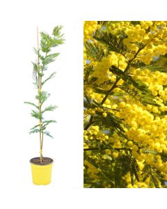 Mimoza, acacia dealbata v.17 h.80-100