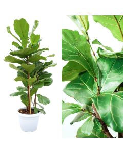 Ficus lyrata 3 plant v.35 h.150-170