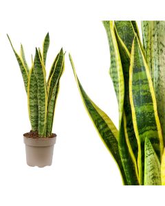 Sansevieria laurentii v.17 h.70