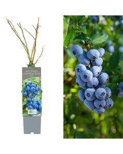 Vaccinium corymbosum v.15 h.30-55