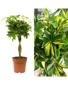 Schefflera arboricola gold capella v.21 h.70-85, twisted
