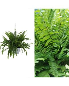 Nephrolepis, felce hanging basket v.18 h.35