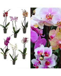 Phalaenopsis, orkide mix 2 plant v.12 h.70
