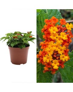 Lantana camara v.14