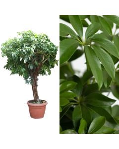 Schefflera, intertwined v.40 h.185