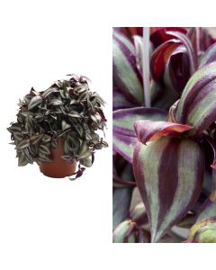 Tradescantia purpusii v.13 h.15