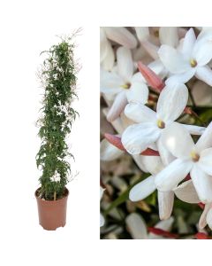 Jasminum polyanthum v.17 h.70