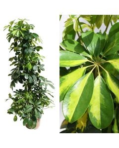 Schefflera gold capella v.21 h.110