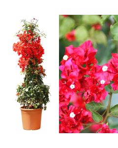 Bougainvillea california v.30 h.180, pyramid