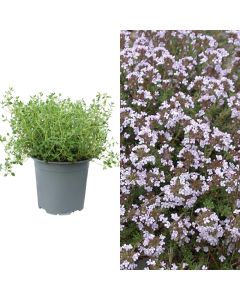 Bime aromatike timus, thymus vulgaris v.14 h.20-25