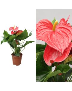 Anthurium v.17 h.65