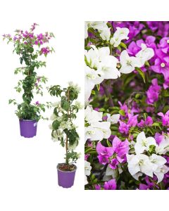 Bougainvillea v.17 h.90