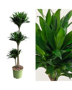 Dracaena compacta 3 plant v.24 h.130-150