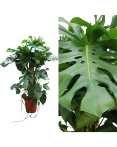 Monstera deliciosa , moss stick v.27 h.130