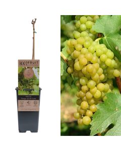 Fidan rrushi per vere, vitis vin vroege van der laan v.15 h.60