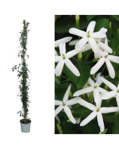 Jasminum azoricum, gelsomino v.17 h.160-170