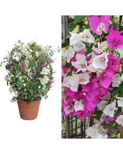 Bougainvillea bicolor v.35 h.130-140