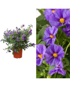 Solanum rantonnetii v.17 h.35/40