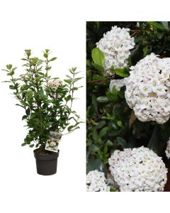 Viburnum tinus v.17 h.30-45
