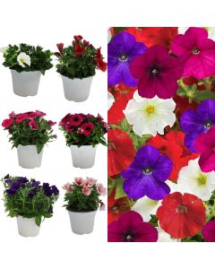 Petunia v.14 h.20-25