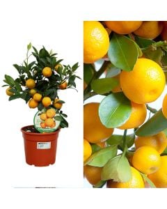 Mandarine Italiane, calamondino, citrus mitis v.15, mini albero