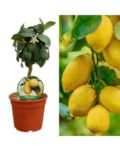 Limon Italian 4 heresh, lunario, citrus limon v.15, mini albero