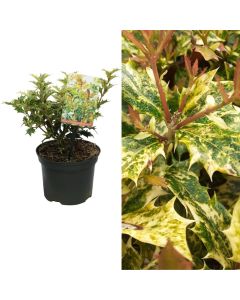 Osmanthus heterophyllus goshiki v.17 h.35