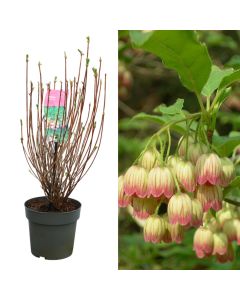 Enkianthus campanulatus v.17 h.45