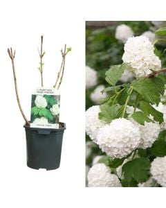 Viburnum opulus roseum v.17 h.30