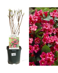 Weigela bristol ruby v.17 h.40