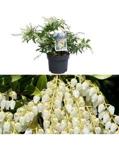 Pieris japonica taiwanensis v.17 h.20