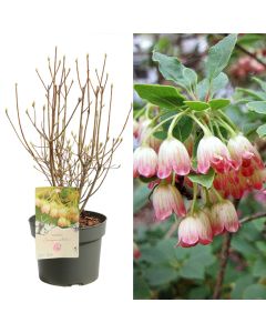 Enkianthus campanulatus pink v.19 h.50