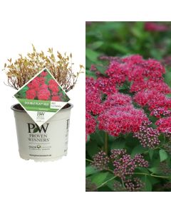 Spiraea japonica double play red v.19 h.20