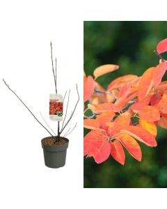 Amelanchier lamarckii v.23 h.50