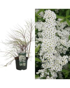 Spiraea arguta v.23 h.80