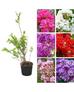 Lagerstroemia indica mix v.17 h.80