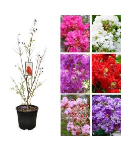 Lagerstroemia indica mix v.25 h.120-140
