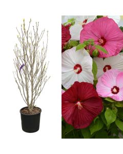 Hibiscus mix v.30 h.150-160